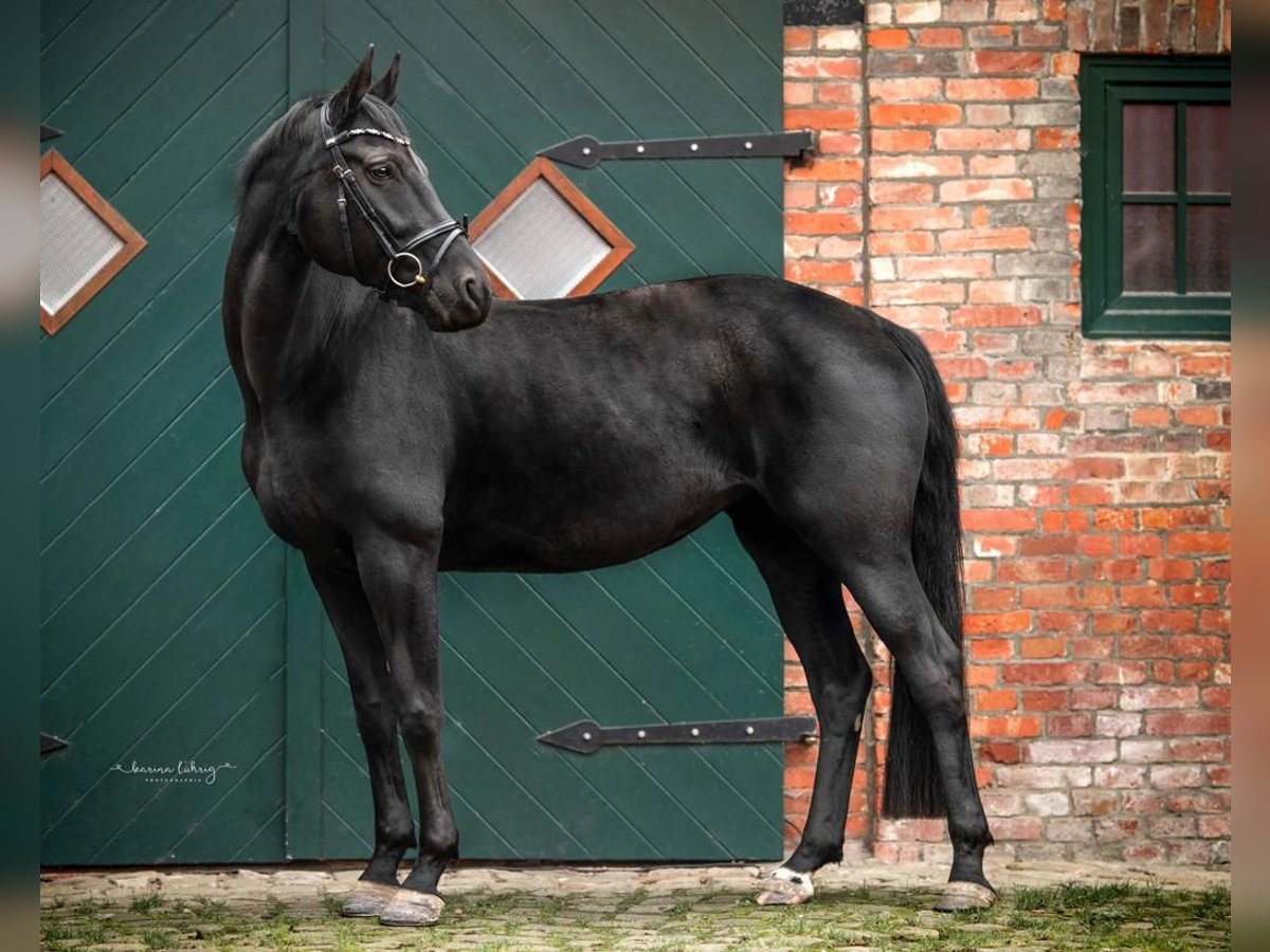 Hanoverian Mare 12 years 16,2 hh Black in Hohenhameln