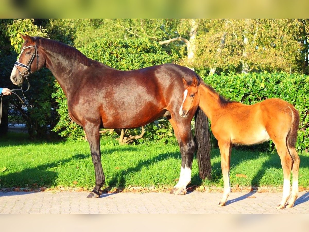 Hanoverian Mare 12 years 16,2 hh Brown in Selsingen