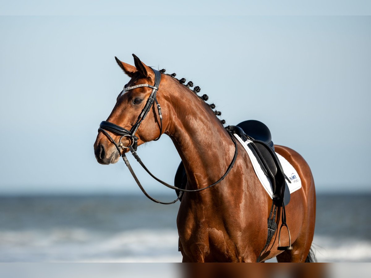 Hanoverian Mare 12 years 16,2 hh Brown in Korbach