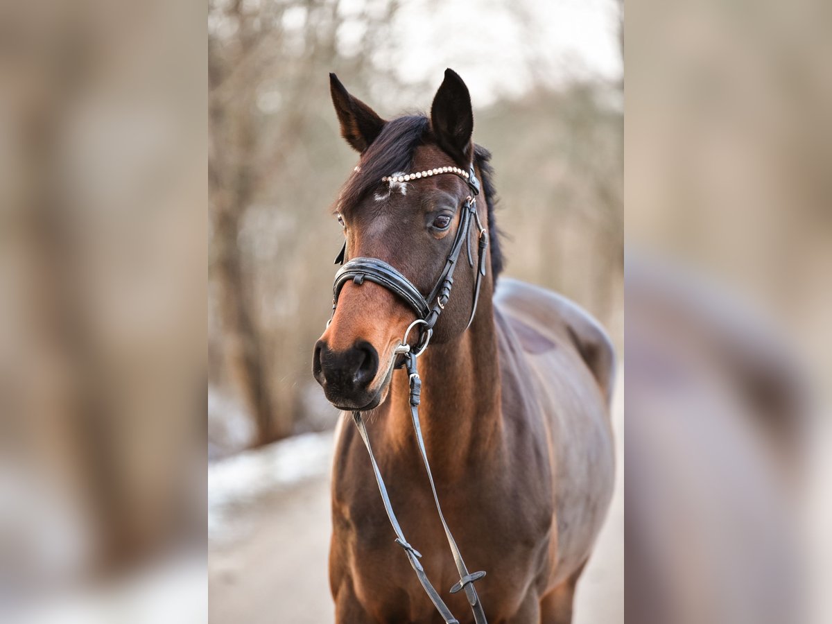 Hanoverian Mare 12 years 16,2 hh Brown in Mühlberg drei gleichen