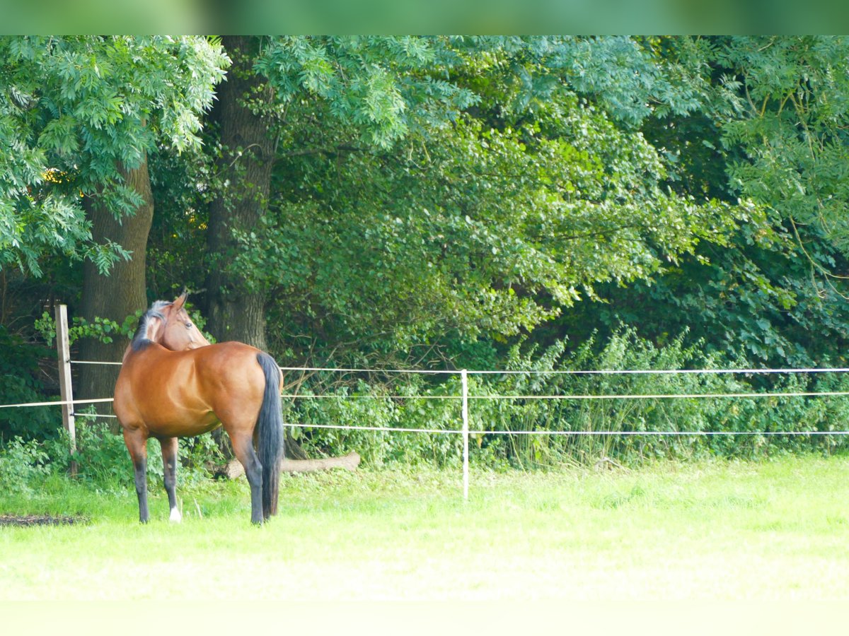 Hanoverian Mare 12 years 16,3 hh Brown in Hannover