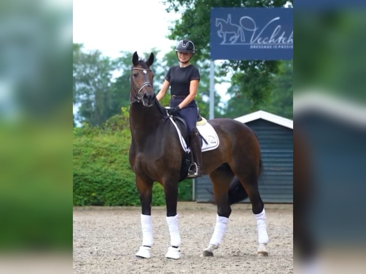 Hanoverian Mare 12 years 16,3 hh Brown in Gölenkamp