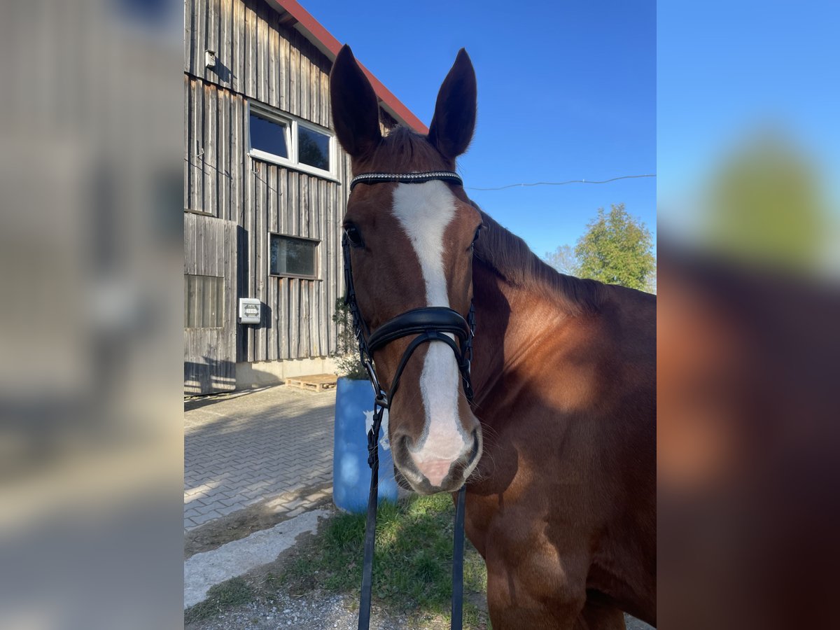 Hanoverian Mare 12 years 16,3 hh Chestnut-Red in Kaufbeuren