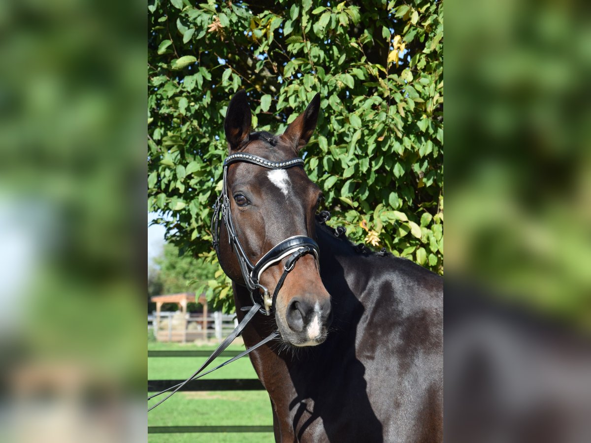 Hanoverian Mare 12 years 16 hh Bay-Dark in Garden