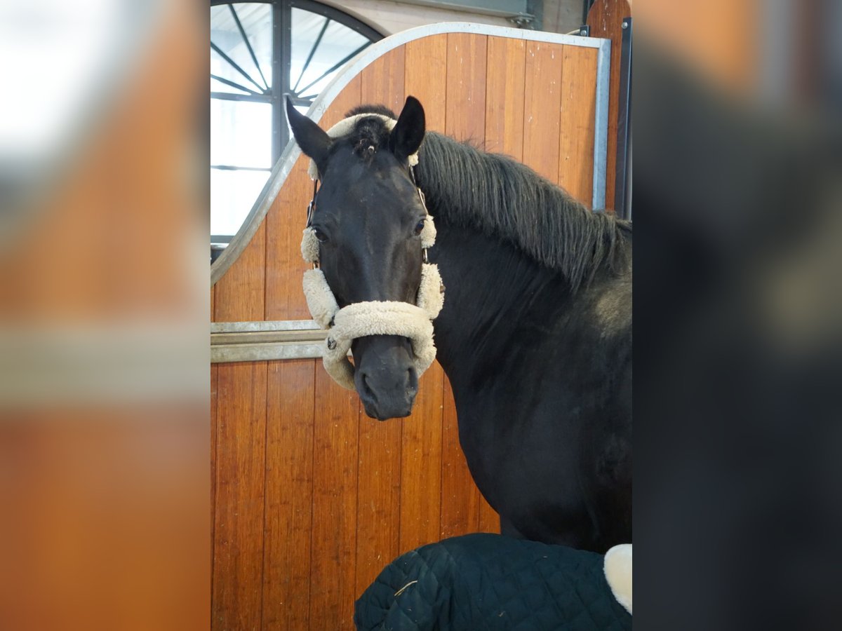 Hanoverian Mare 12 years 16 hh Black in Bad Wurzach