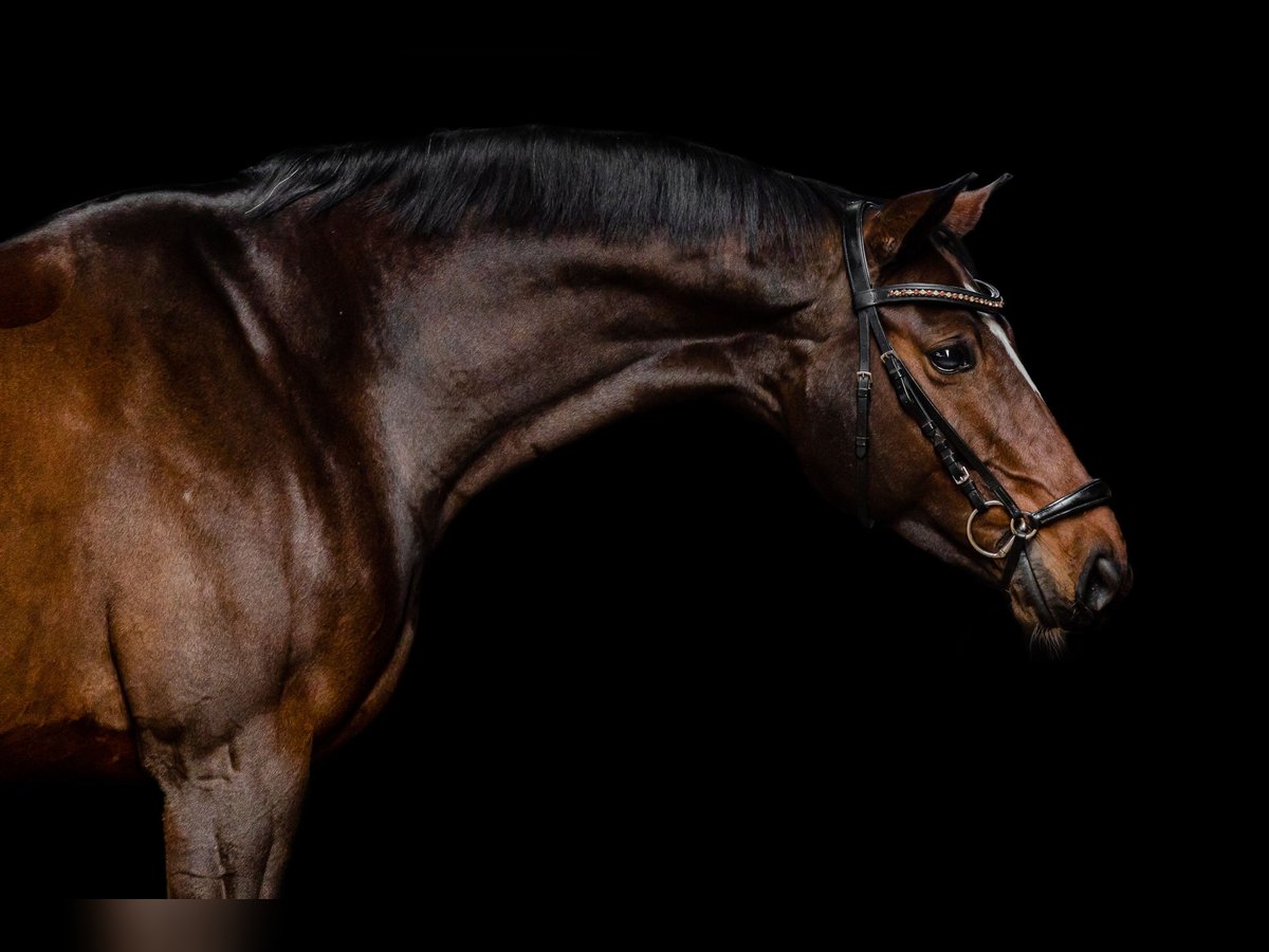 Hanoverian Mare 12 years 16 hh Brown in Dinklage