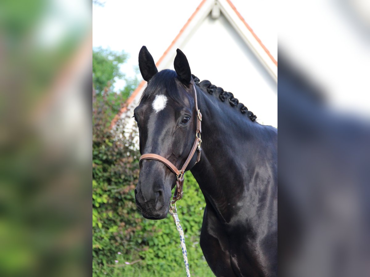 Hanoverian Mare 12 years 16,1 hh Black in Tiefenbach