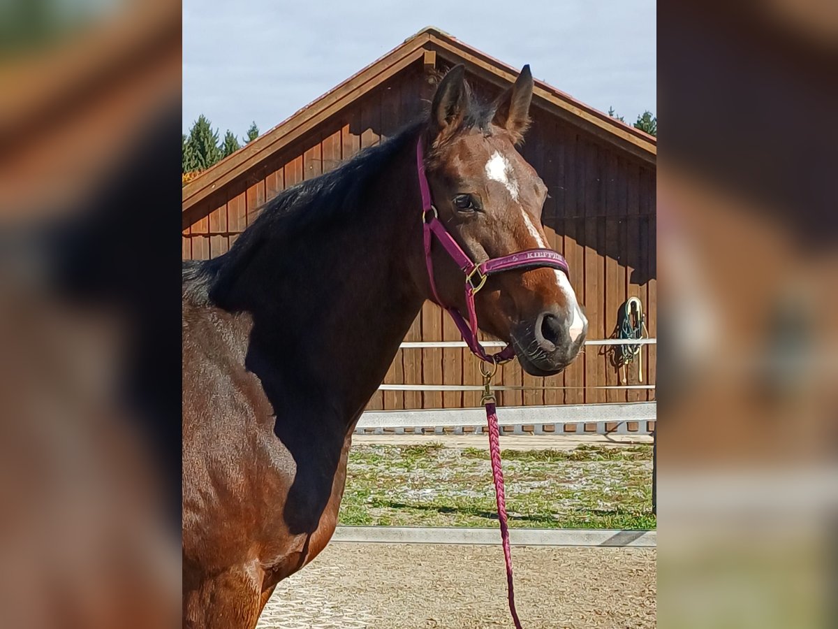 Hanoverian Mare 12 years 16,1 hh Brown in Haag am Hausruck