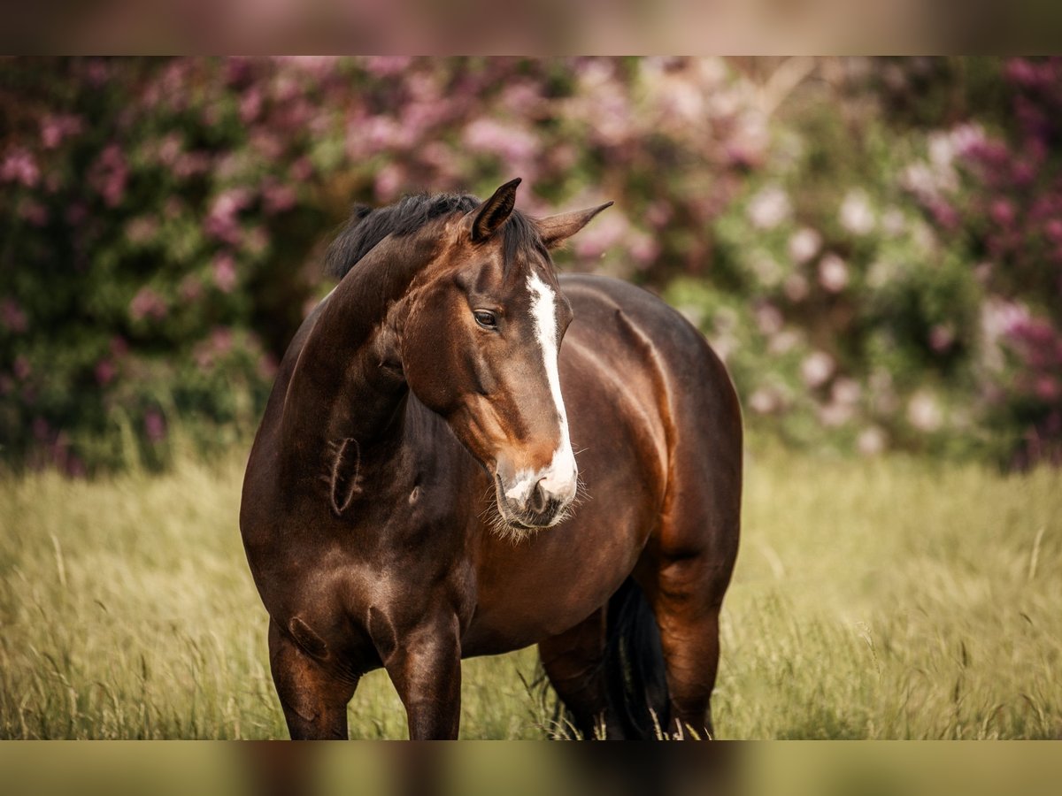 Hanoverian Mare 12 years 16,1 hh Brown in Königslutter am Elm