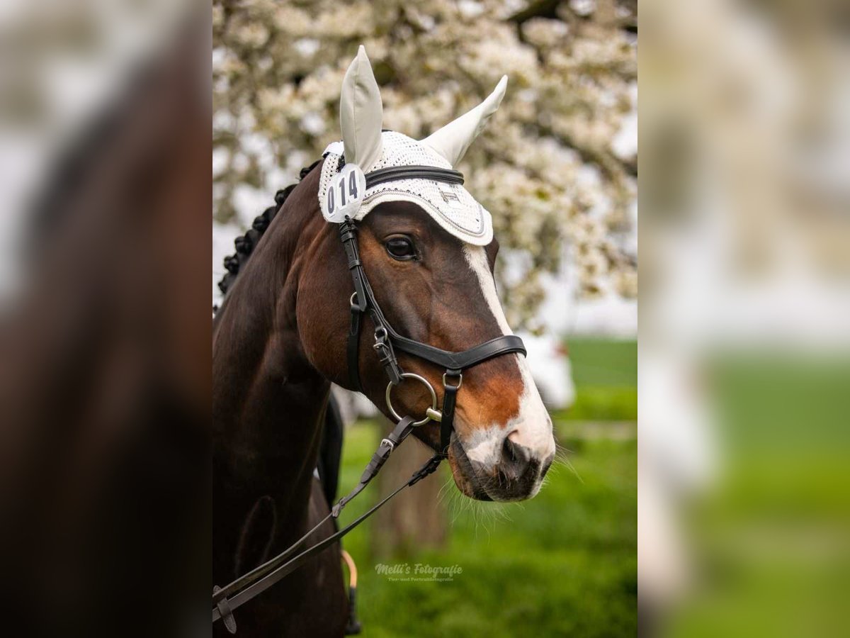 Hanoverian Mare 12 years 16,1 hh Brown in Königslutter am Elm