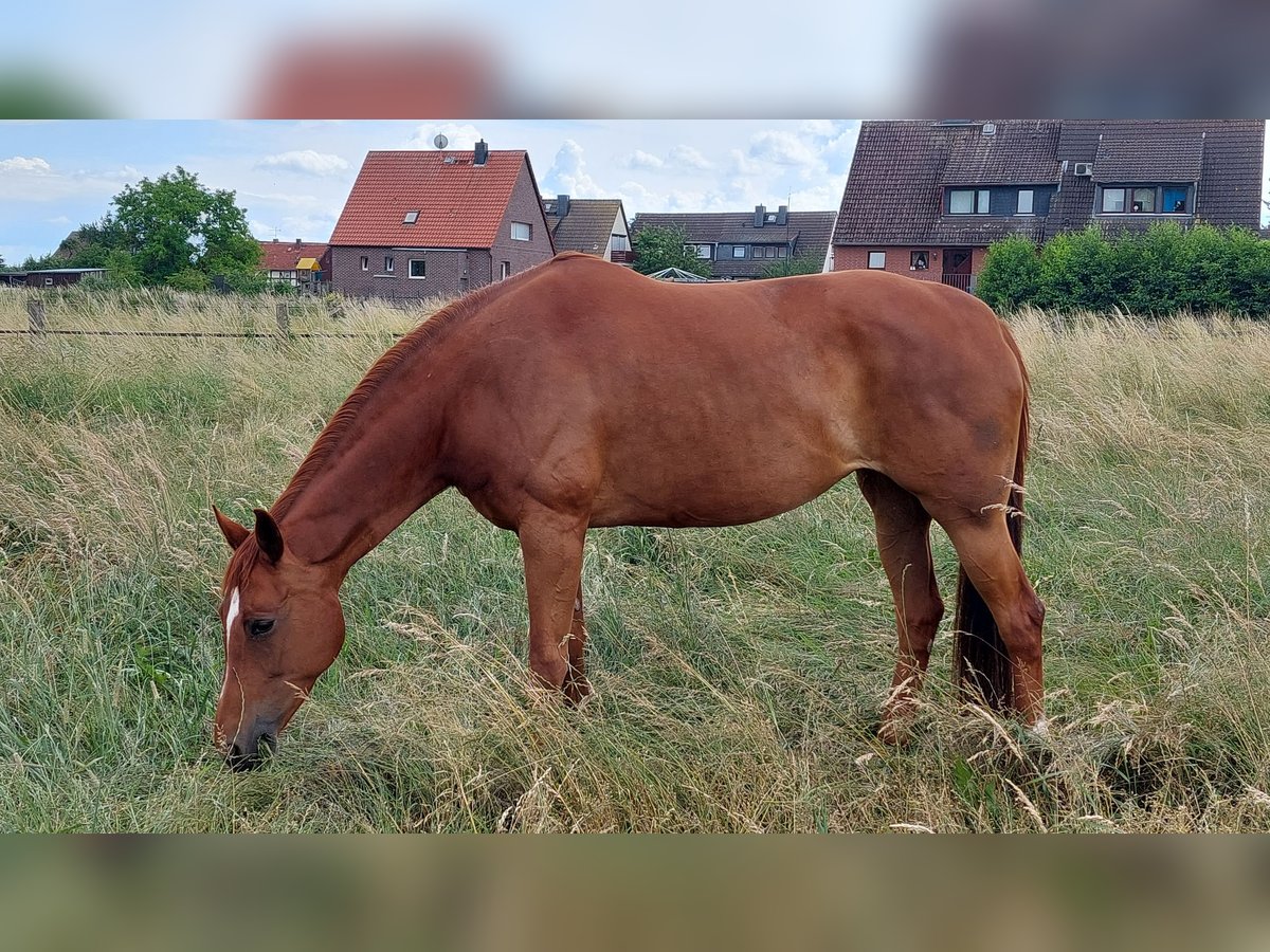 Hanoverian Mare 12 years 16,1 hh Chestnut-Red in Salzgitter
