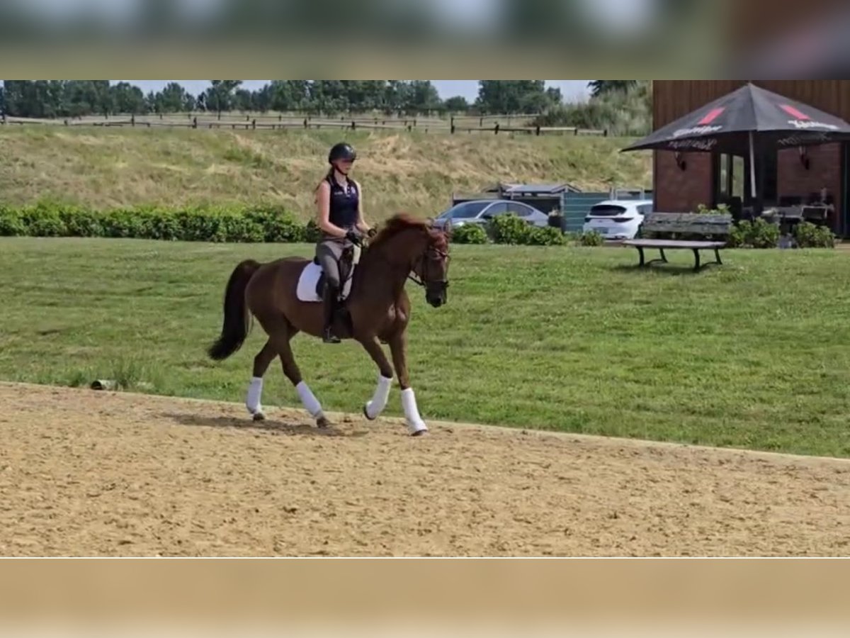 Hanoverian Mare 12 years 16,1 hh Chestnut-Red in RecklinghausenRecklinghausen