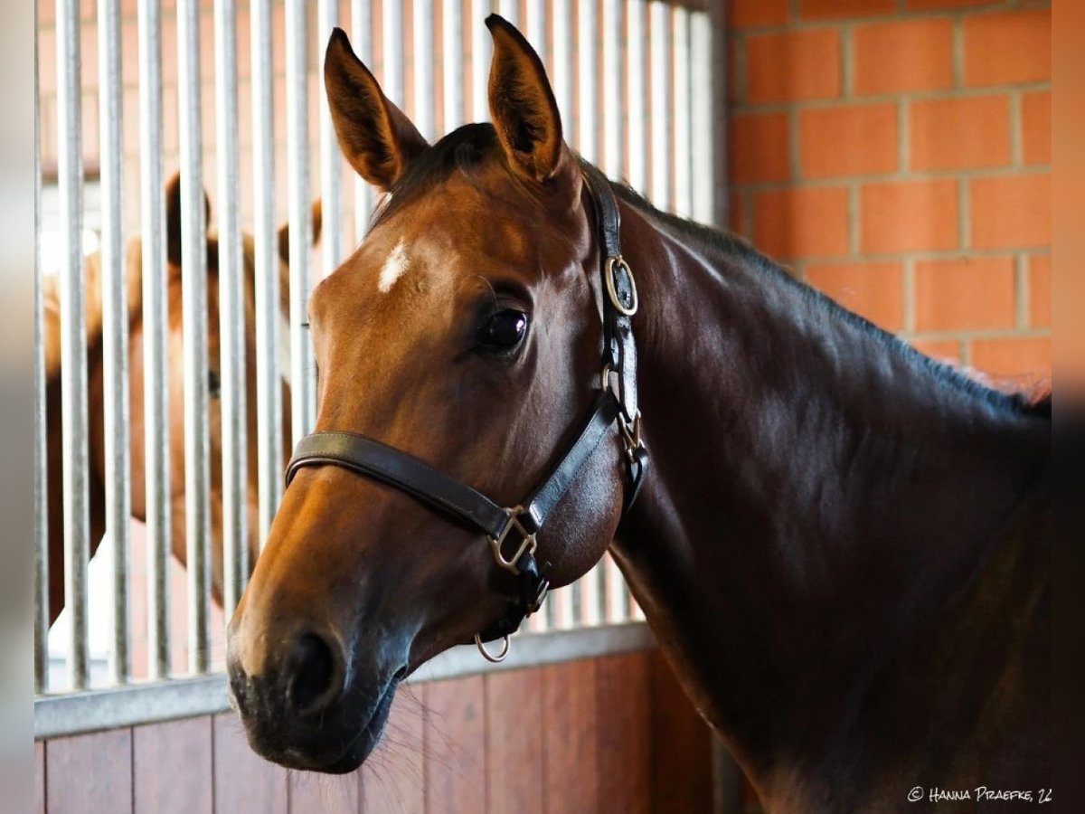 Hanoverian Mare 12 years 16,2 hh Brown in Verden (Aller)