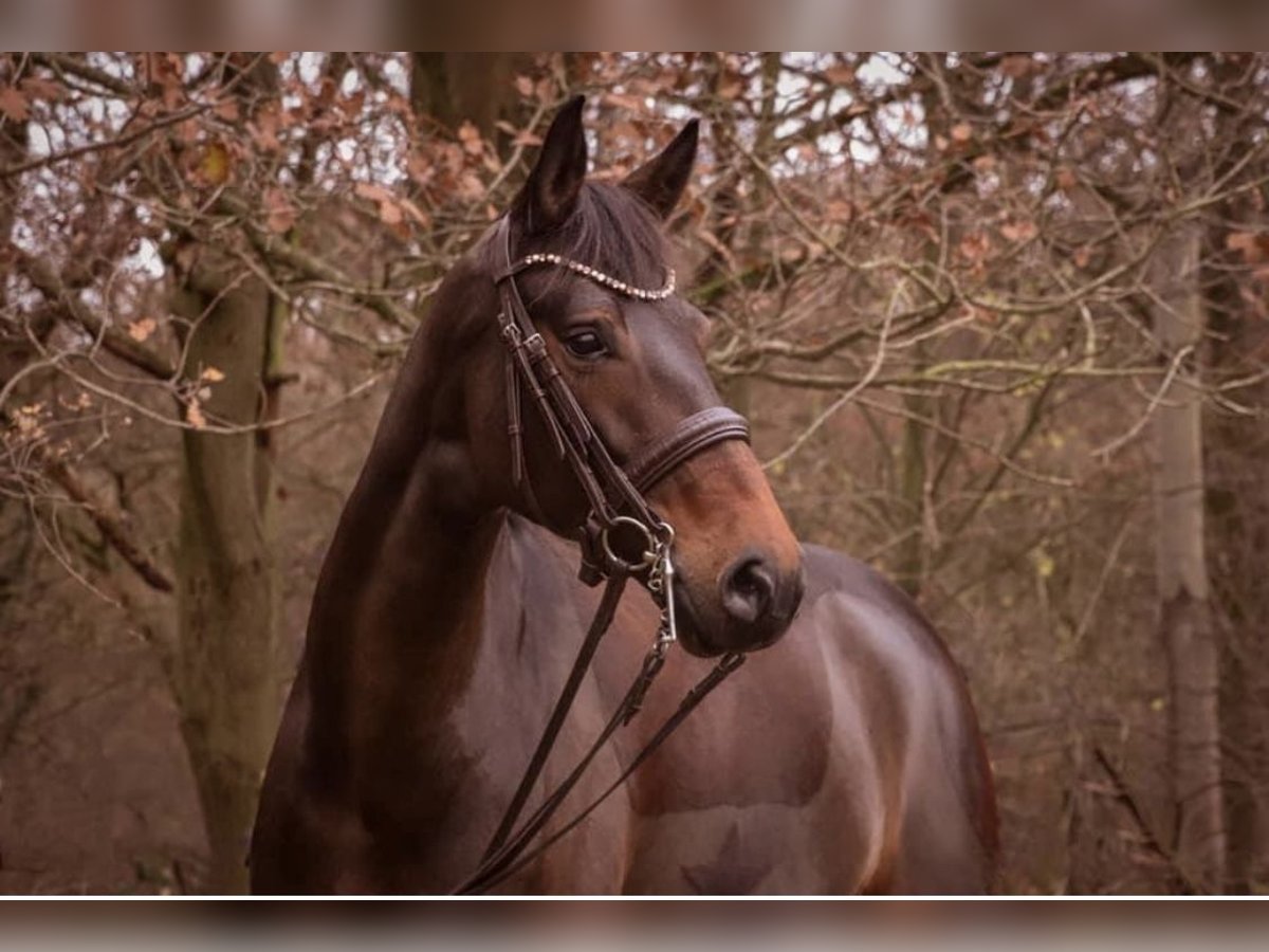 Hanoverian Mare 12 years 16,3 hh Bay-Dark in Rheinbach