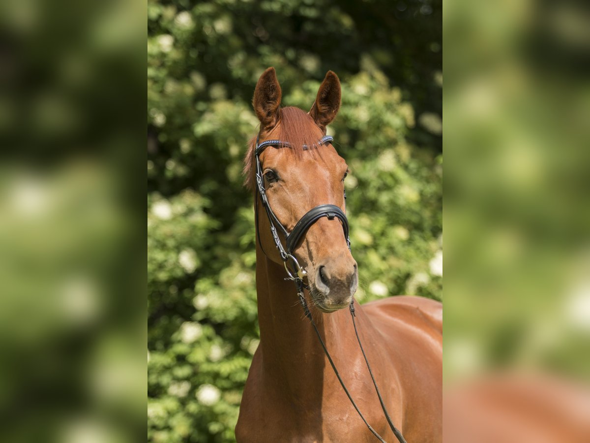 Hanoverian Mare 12 years 17,1 hh Chestnut-Red in Müncheberg