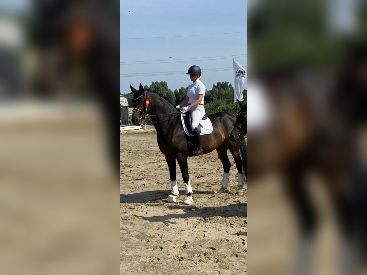 Hanoverian Mare 12 years 17 hh Smoky-Black in Braunschweig