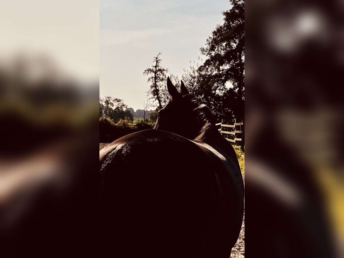 Hanoverian Mare 13 years 15,2 hh Bay-Dark in Stuhr