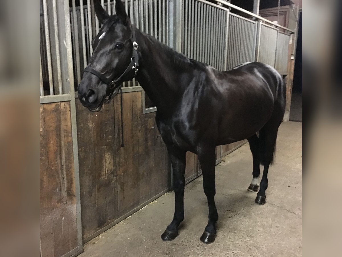 Hanoverian Mare 13 years 15,2 hh Black in Leonberg