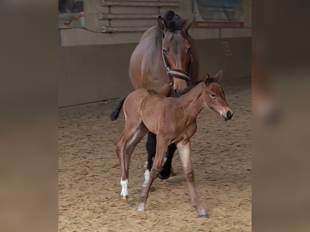 Hanoverian Mare 13 years 15,2 hh Brown in Datteln