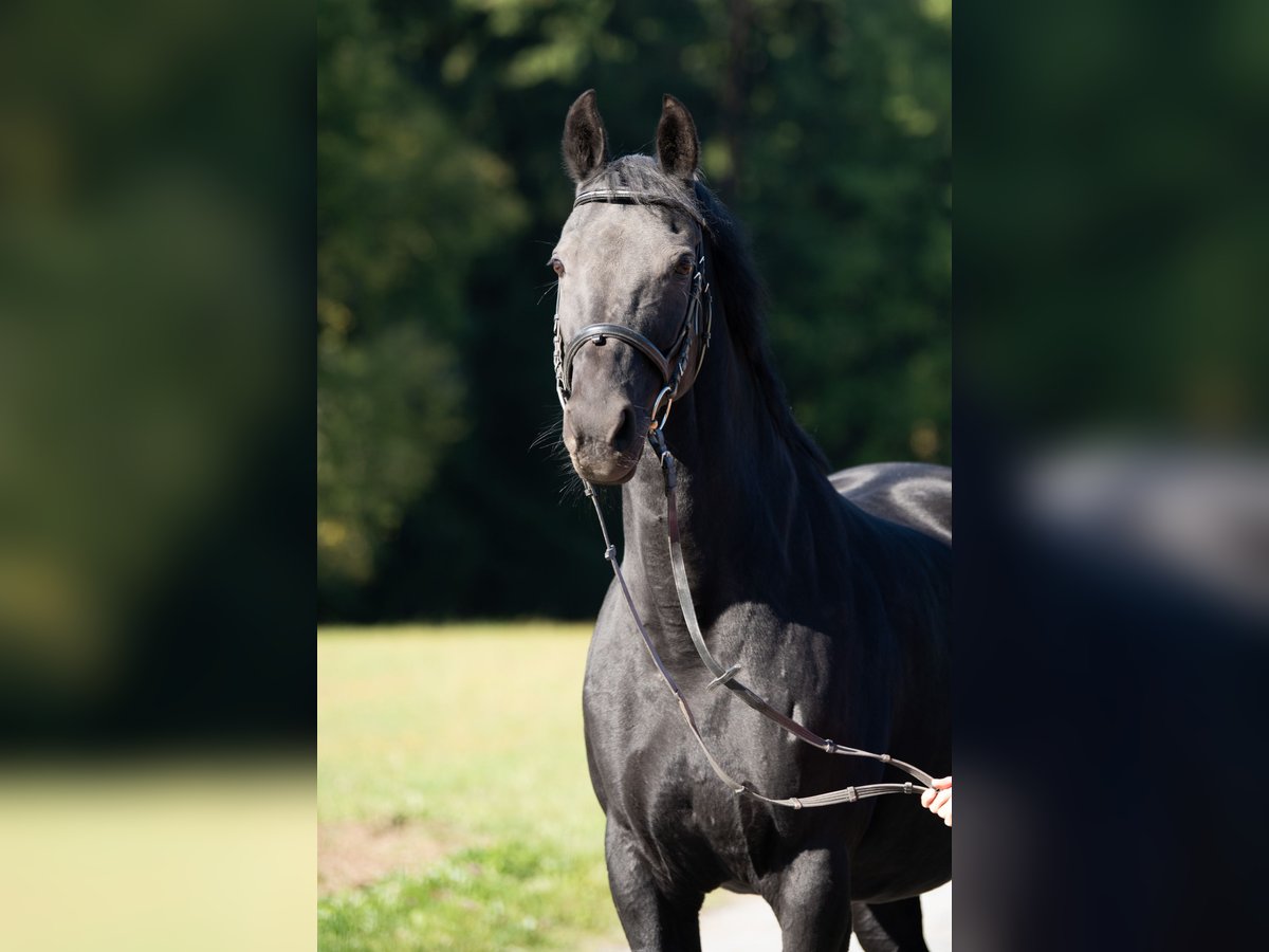 Hanoverian Mare 13 years 15,2 hh Black in Tr&#xF6;stau