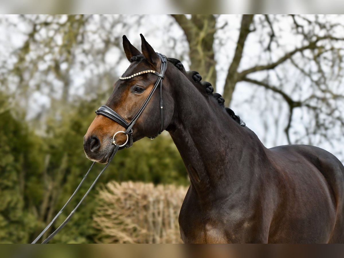 Hanoverian Mare 13 years 16,2 hh Bay-Dark in Freienwill