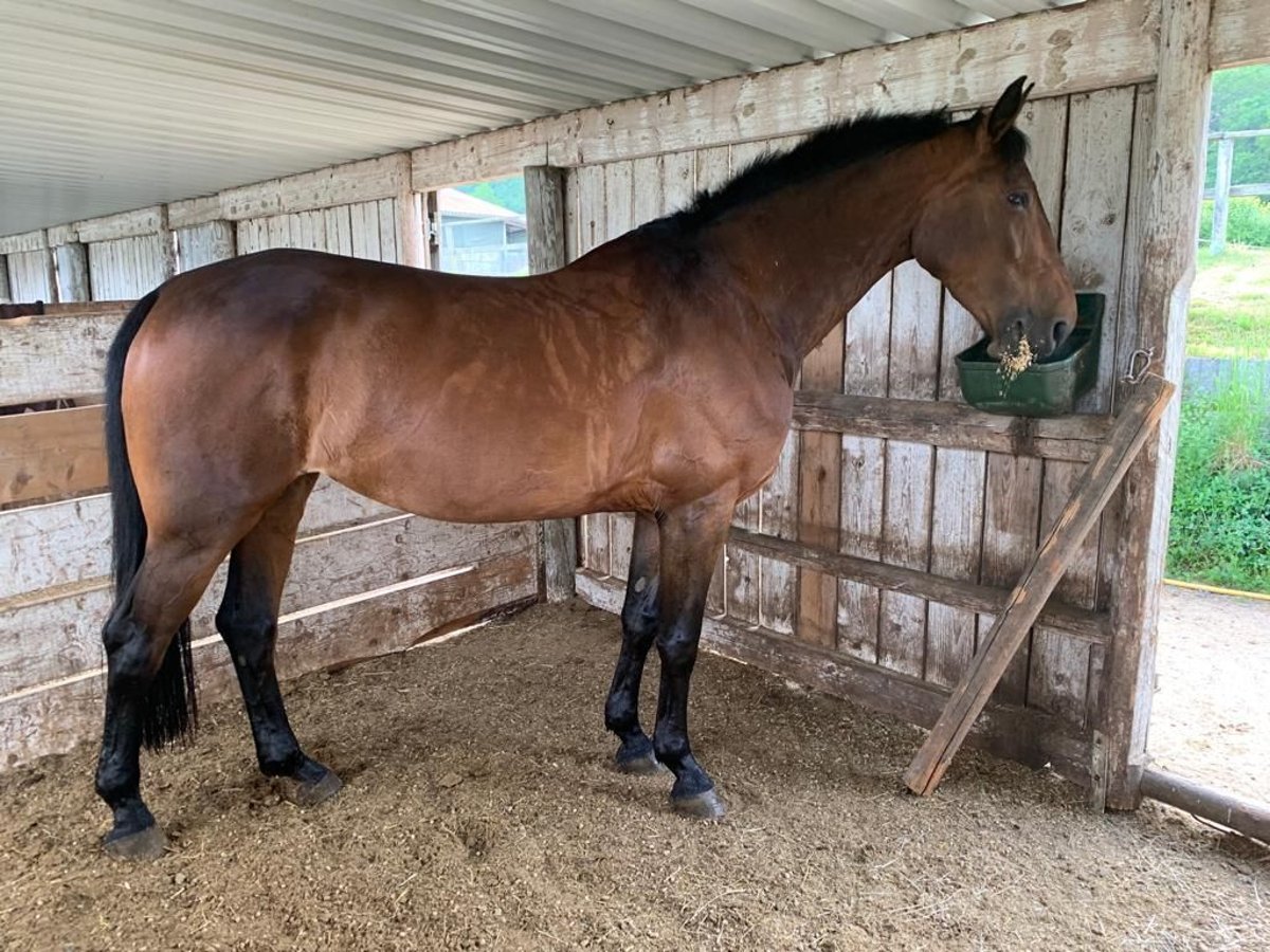 Hanoverian Mare 13 years 16,2 hh Brown in Taunusstein