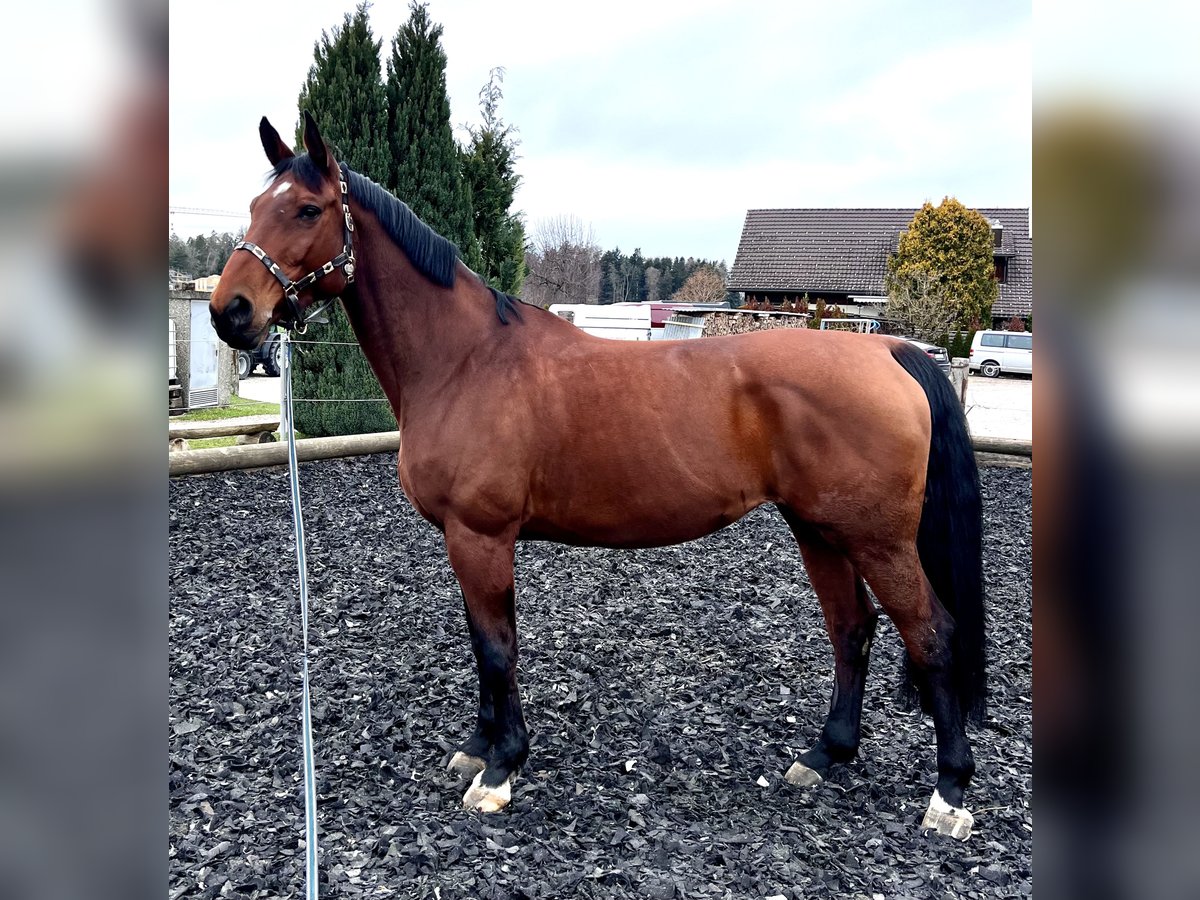 Hanoverian Mare 13 years 16,2 hh Brown in Oetwil am See