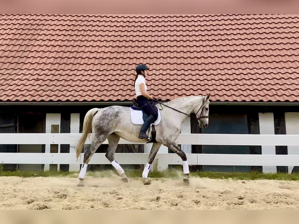 Hanoverian Mare 13 years 16,2 hh Gray-Dapple in Wunstorf