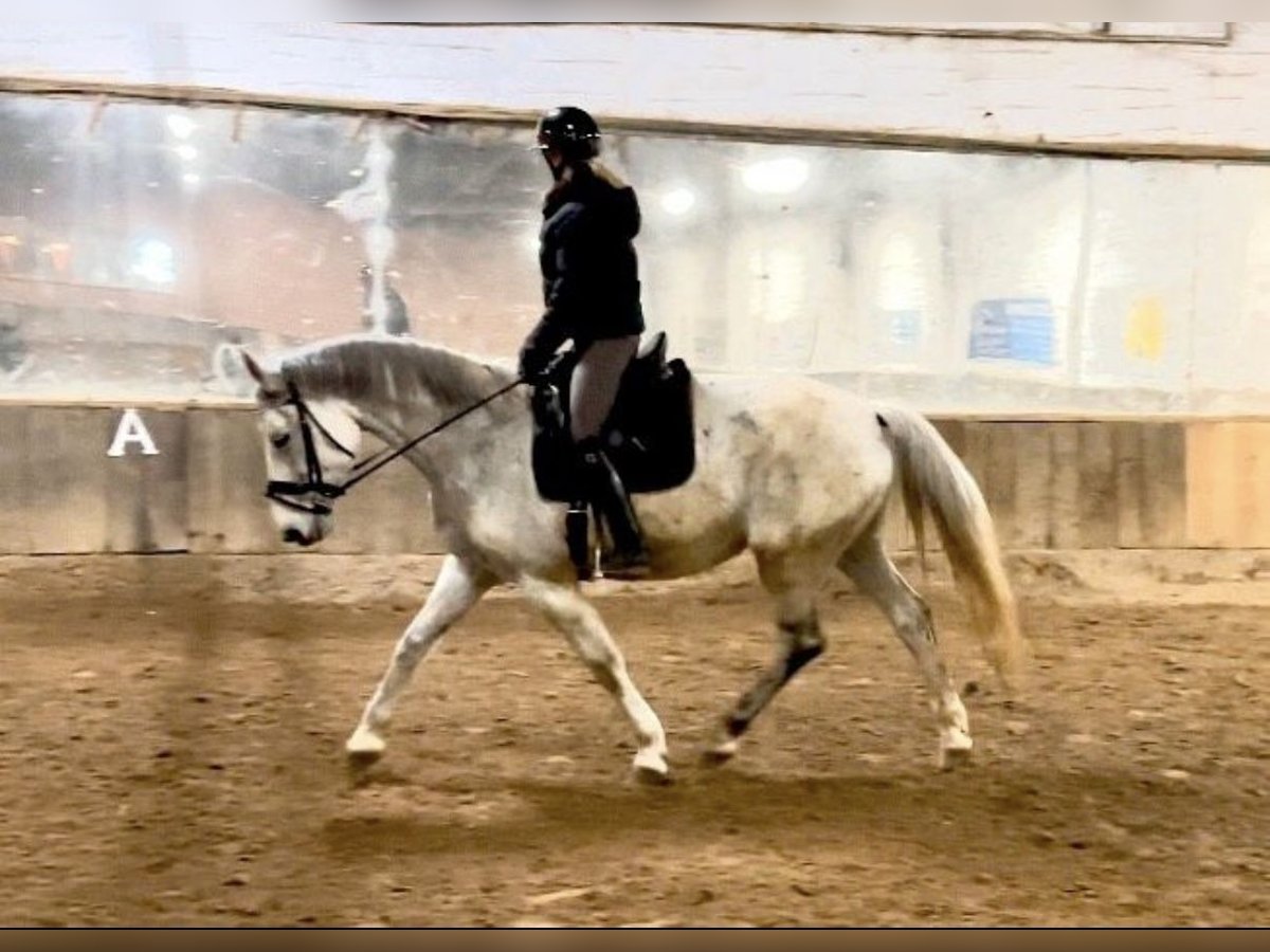 Hanoverian Mare 13 years 16,2 hh Gray in Anschau