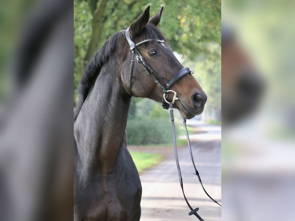 Hanoverian Mare 13 years 16,3 hh Bay-Dark in Glandorf