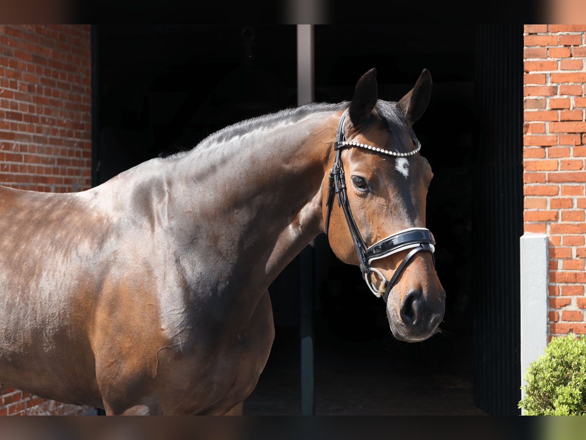 Hanoverian Mare 13 years 16,3 hh Brown in Haftenkamp