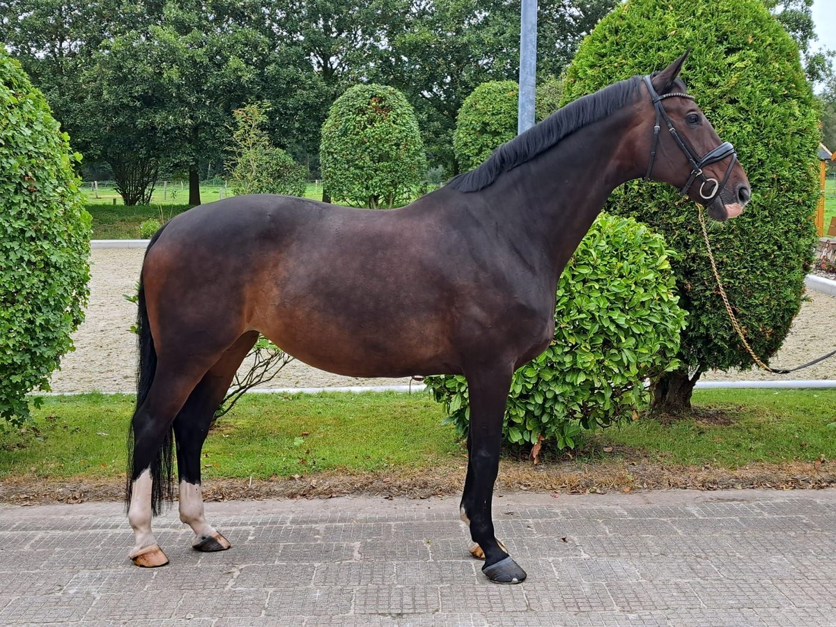 Hanoverian Mare 13 years 16,3 hh Brown in Loxstedt