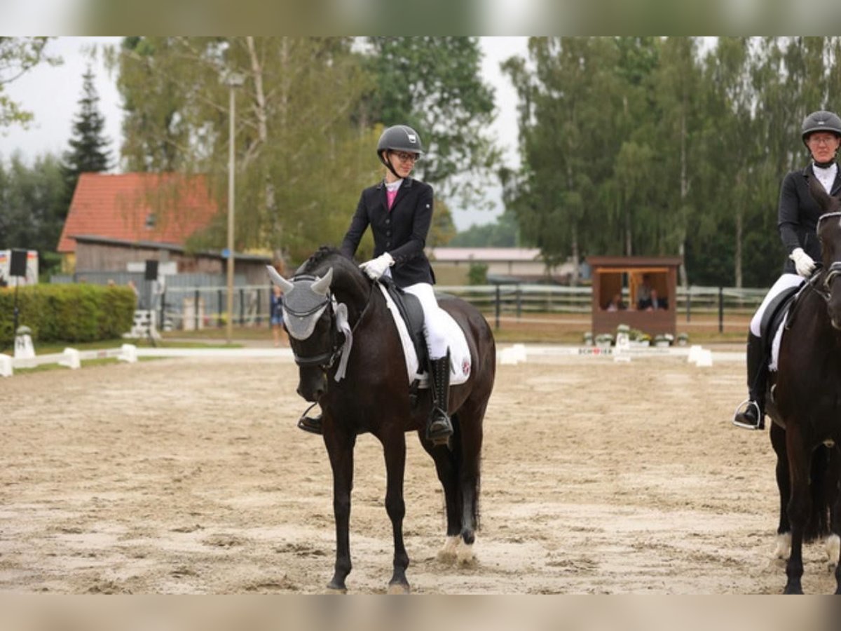 Hanoverian Mare 13 years 16 hh Black in Porta Westfalica