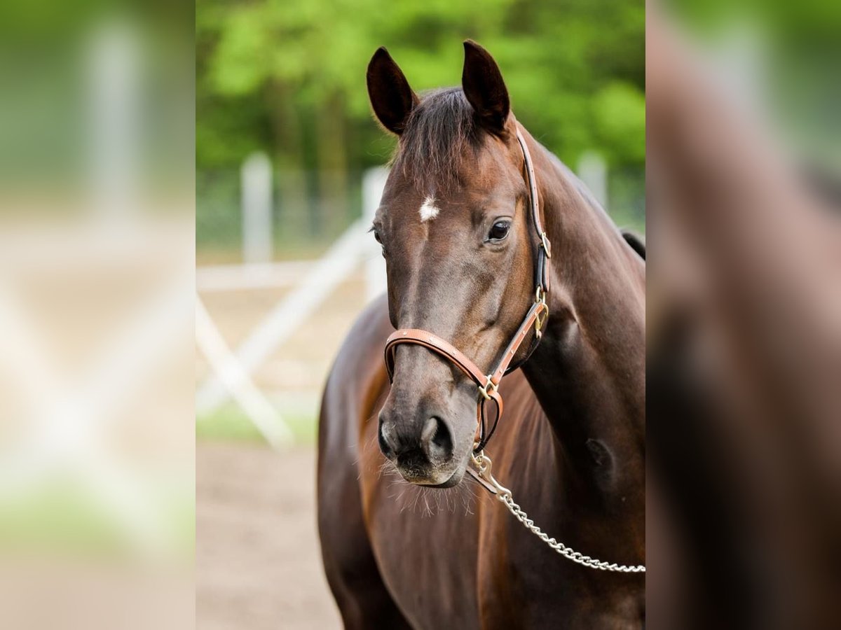 Hanoverian Mare 13 years 16 hh Chestnut in Rechnitz