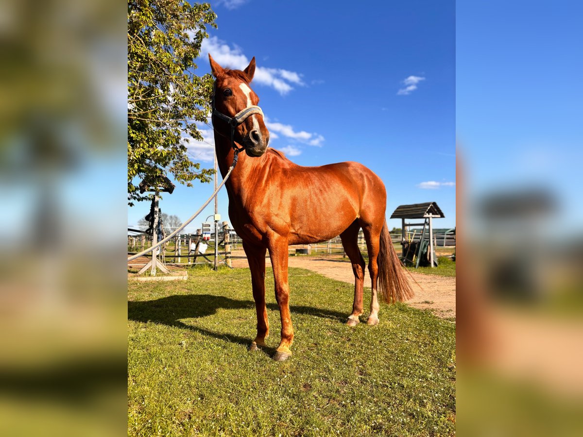 Hanoverian Mare 13 years 16 hh Chestnut-Red in Banzkow