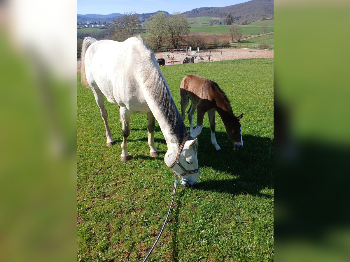 Hanoverian Mare 13 years 16 hh Gray in Bad Wildungen