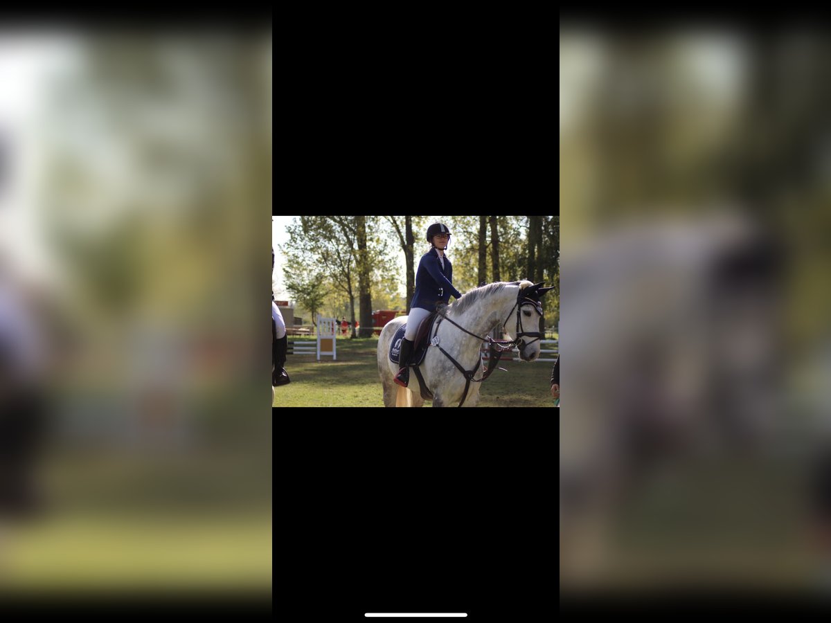 Hanoverian Mare 13 years 16 hh Gray in Derenburg