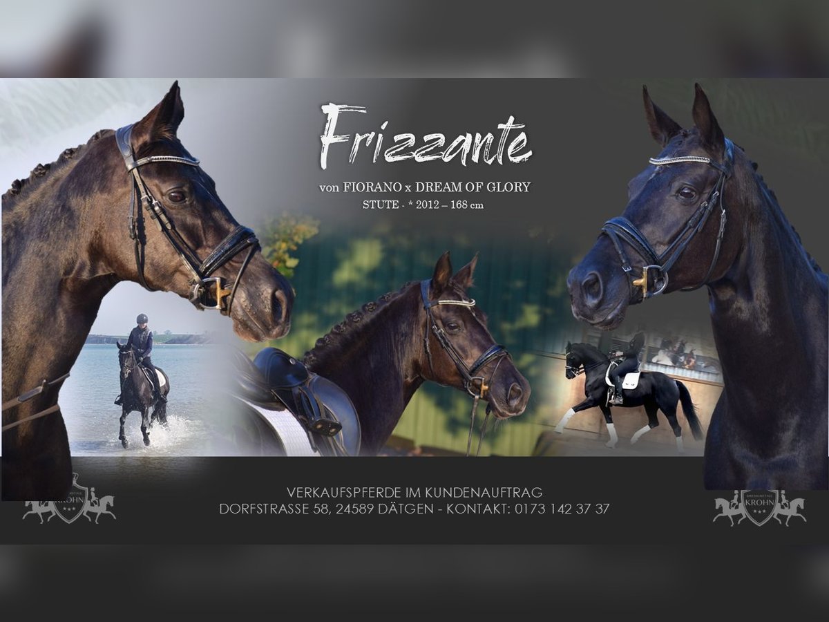 Hanoverian Mare 13 years 16,1 hh Black in D&#xE4;tgen