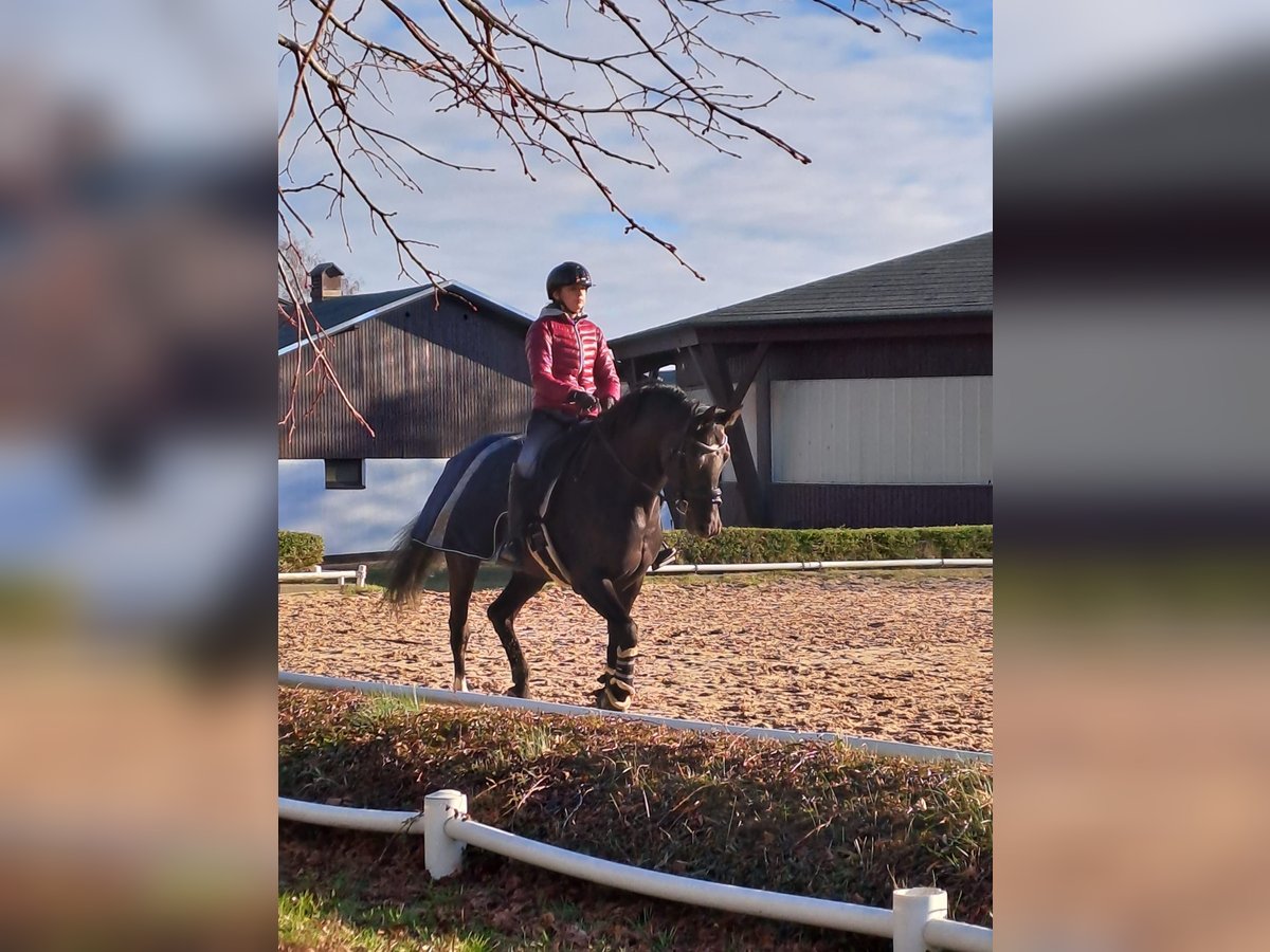 Hanoverian Mare 13 years 16,1 hh Black in Malente