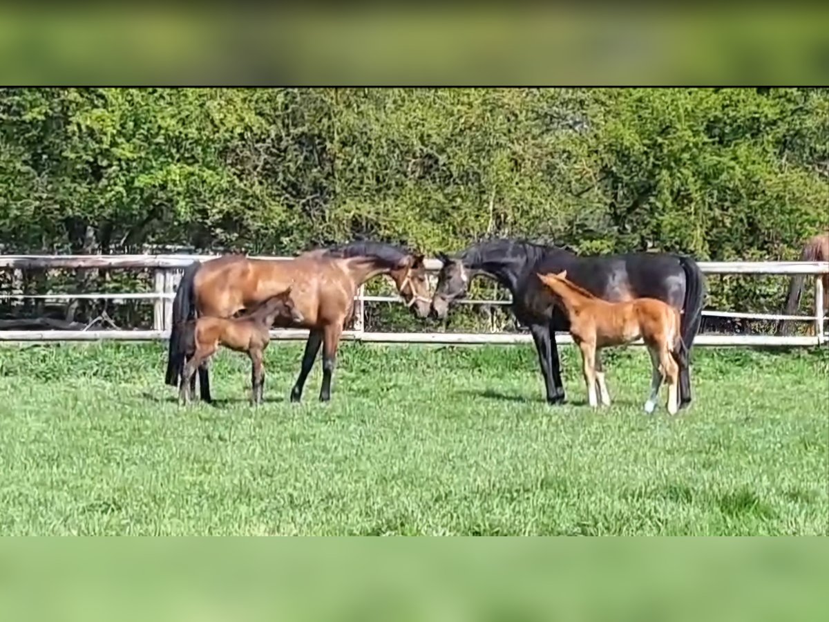 Hanoverian Mare 13 years 16,1 hh Brown in Schellerten