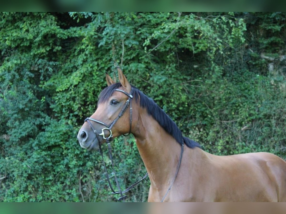 Hanoverian Mare 13 years 16,1 hh Brown in Montlingen