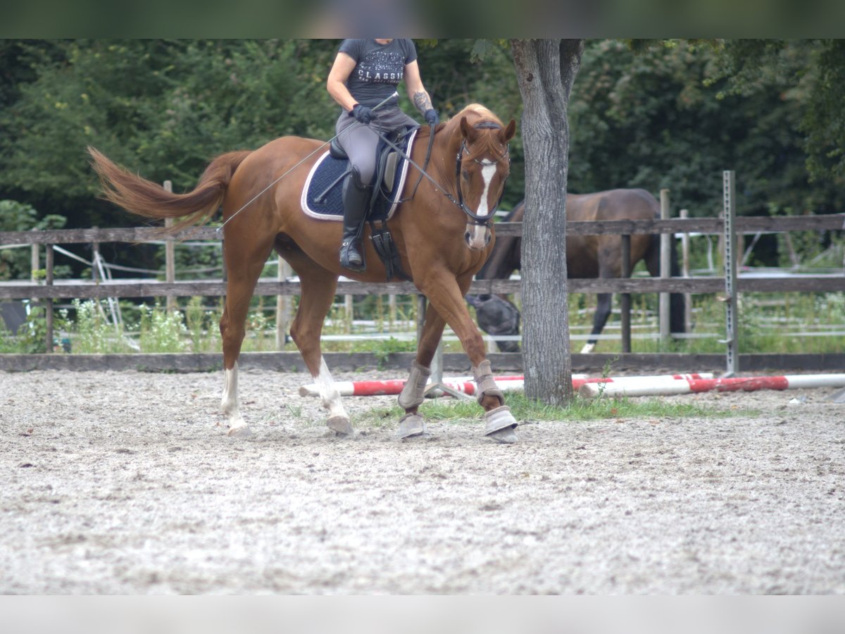 Hanoverian Mare 13 years 16,1 hh Chestnut-Red in Worms