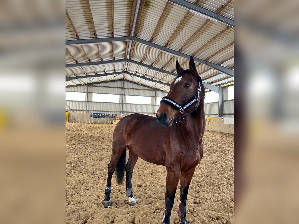 Hanoverian Mare 13 years 16,2 hh Brown in Danndorf