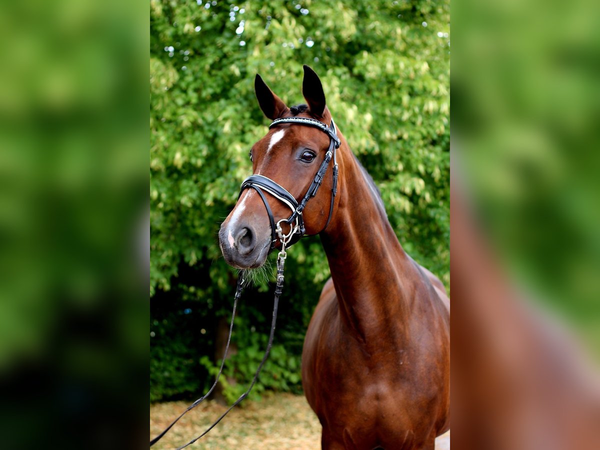 Hanoverian Mare 13 years 16,2 hh Brown in MOL
