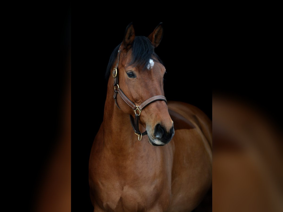 Hanoverian Mare 13 years 16,2 hh Brown in Hanau