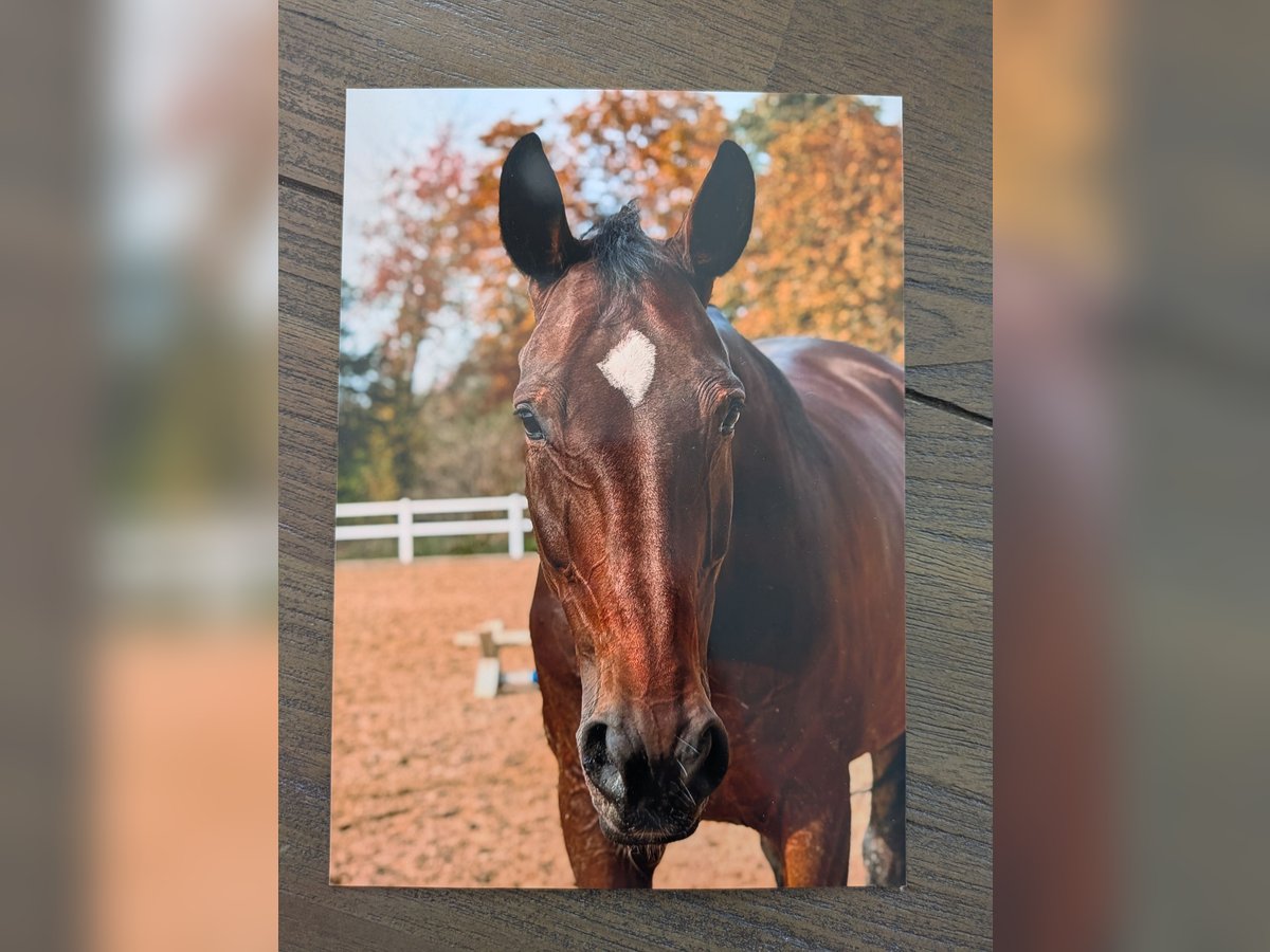 Hanoverian Mare 13 years 16,2 hh Brown in Hattorf am Harz