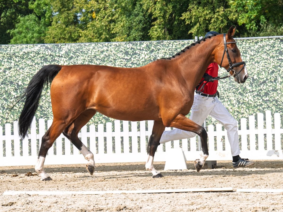 Hanoverian Mare 13 years 16,2 hh Brown in M&#xFC;nster