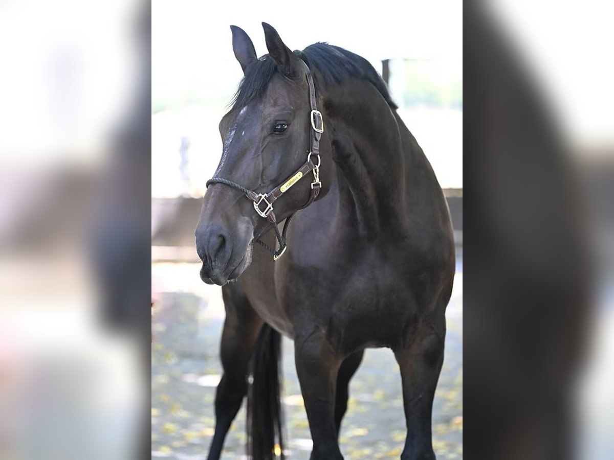 Hanoverian Mare 13 years 16,3 hh Bay-Dark in Vettweiß