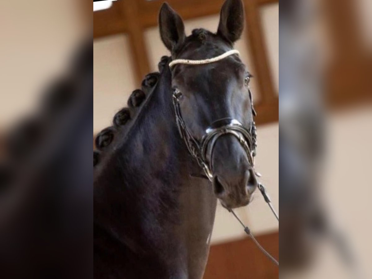 Hanoverian Mare 13 years 16,3 hh in Starnberg