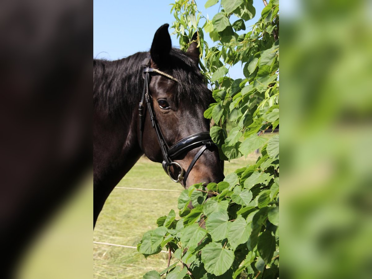 Hanoverian Mare 13 years 17 hh Bay-Dark in Ratingen